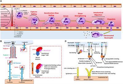 Neutrophil Mechanosignaling Promotes Integrin Engagement With Endothelial Cells and Motility Within Inflamed Vessels